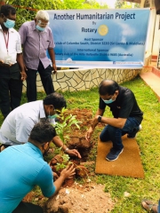 Tree planting 2