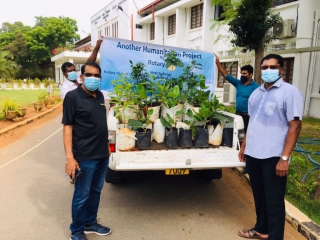 Tree planting 4